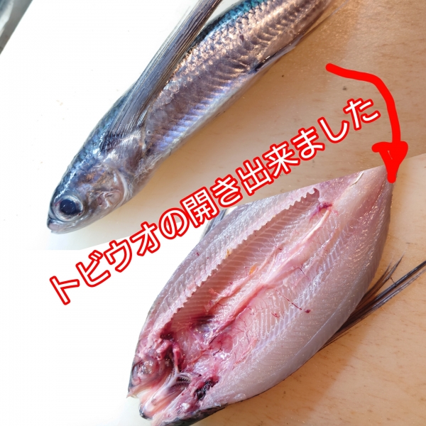 トビウオ